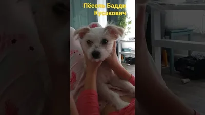 Semizvetik 🦄 (@svetlanagrits) в Instagram: «Собака-кусака😅🖤» | Dogs,  Animals, Husky