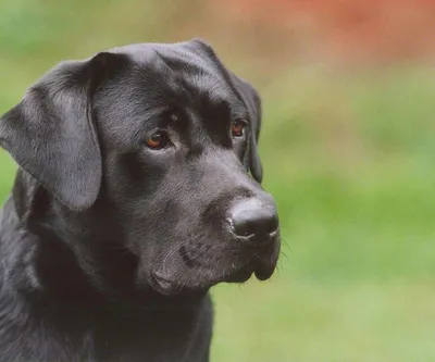 Собака лабрадор найдена на Теневом переулке, Сочи | Pet911.ru