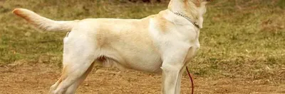 Корм для взрослых собак породы лабрадор-ретривер, Royal Canin Labrador  Retriever Adult купить с доставкой в интернет-магазине зоогастроном.ру