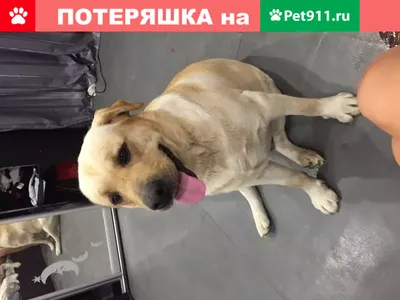 Сухой корм ROYAL CANIN LABRADOR RETRIEVER ADULT для взрослых собак лабрадор  ретривер (12 + 12 кг) - купить с доставкой по выгодным ценам в  интернет-магазине OZON (178463361)