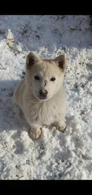 Щенок Русско-европейская лайка 1 год, 3 месяца купить Москва | Pet-Yes