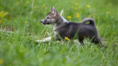 Самоед — характеристика породы собак 🐕 и фото щенков - ProPlan.ru