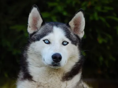 Пропала собака Лайка, пер. Ядринцева, 148, Барнаул | Pet911.ru