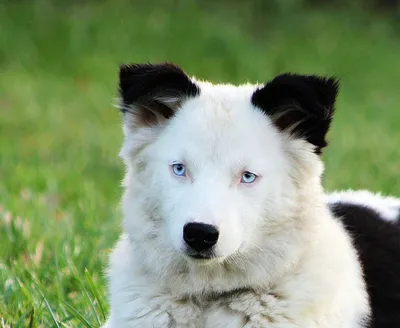 Западно сибирская лайка (West Siberian Laika) (Породы собак) лайка собака,  лайка фото, щенки сибирской лайки, купить лайку, породы лаек, щенки лайки,  продажа лаек, купить сибирскую лайку Энциклопедия о животных EGIDA.BY