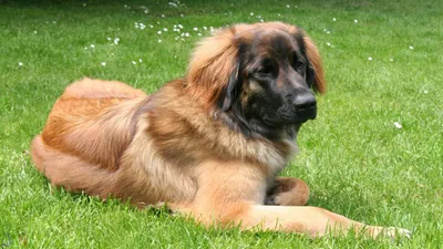 Собака Леонбергер — стоковые фотографии и другие картинки Leonberger -  Leonberger, Вертикальный, Взрослый - iStock