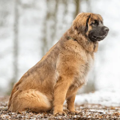 картинки : Млекопитающее, Позвоночный, порода собаки, Canidae, Leonberger,  Эстрела горная собака, Плотоядное животное, Спортивная группа, Сарпланинак,  carpathian shepherd dog, Aidi, гигантская порода собак 3264x2448 - Stig0505  - 1625909 - красивые ...