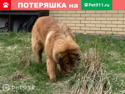 Собака Леонбергер — стоковые фотографии и другие картинки Leonberger -  Leonberger, Собака, Снег - iStock