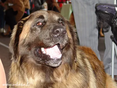 Портрет собаки Leonberger стоковое изображение. изображение насчитывающей  уши - 27468203