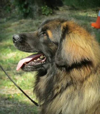 Собака Леонбергер — стоковые фотографии и другие картинки Leonberger -  Leonberger, Собака, Дания - iStock