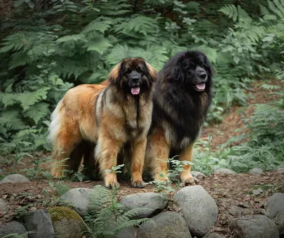 File:Leonberger09.jpg - Wikimedia Commons