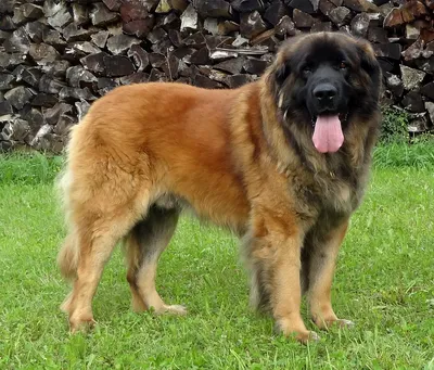 Портрет большого позиции собаки Leonberger на тротуаре асфальта Стоковое  Изображение - изображение насчитывающей собач, больш: 195926393