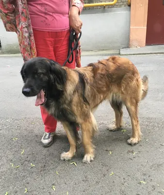 Картинка Собаки Leonberger два животное