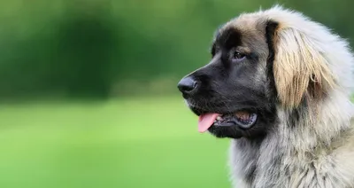 Леонбергер для фотосессий