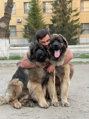 Cachorro leonberger Стоковые фотографии, картинки, все без лицензионных  отчислений - Envato Elements