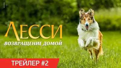 Колли Лесси сидячая (С)