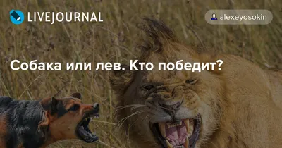 Природа настолько очистилась»: в Дагестане по городу вместе со сворой собак  бегает лев - KP.RU