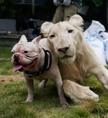 Лев🦁-собака🐶» — создано в Шедевруме