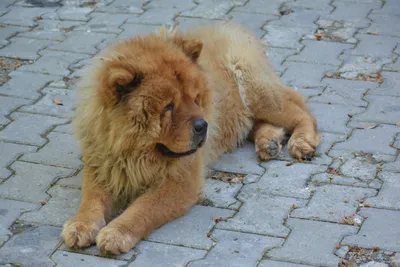 Pekingese или собака льва стоковое фото. изображение насчитывающей шерсть -  108154518