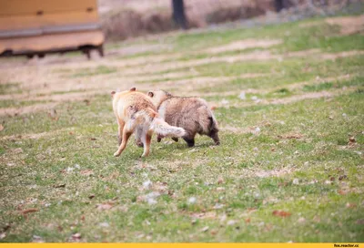 Пропала собака Лиса, кремового цвета, адрес - Москва. | Pet911.ru