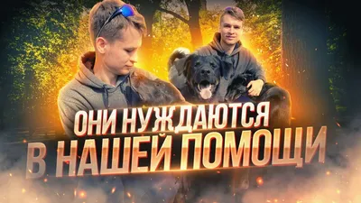 Купить фильм Собака - Лучший друг человека выпуск 3 на DVD диске по цене  329 руб. заказать в интернет магазине kupi-vse.RU с доставкой