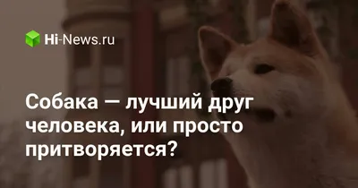 собака - лучший друг человека милые друзья собаки Стоковое Изображение -  изображение насчитывающей люди, характер: 164613309