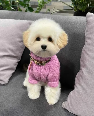 До какого возраста растут Maltipoo?