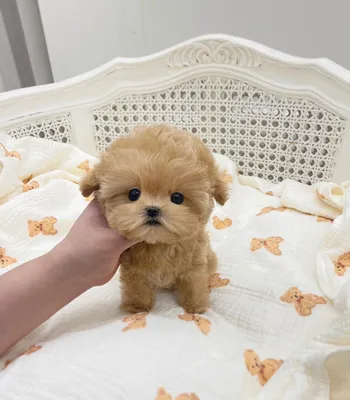 До какого размера растут Maltipoo?