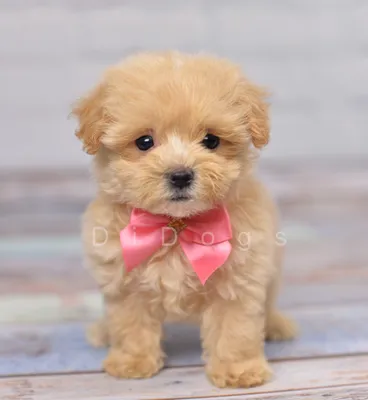 Питомник мальтипу \"Maltipoo For You\" — Мальтипу в Москве