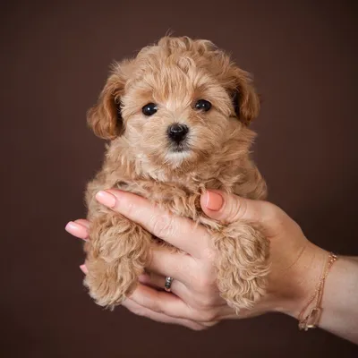 Мальтипу: описание породы, 🐕 характер собаки, фото, плюсы и минусы -  ЛульДог