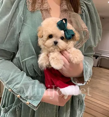 Мальтипу мини щенки maltipoo.vip +7 926-417-23-92