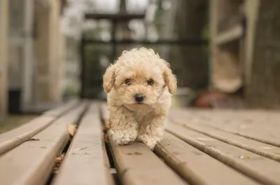 Питомник мальтипу \"Maltipoo For You\" — Мальтипу в Москве