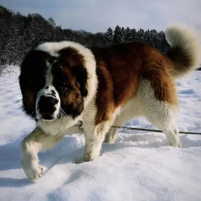 Московская сторожевая собака 🐶 — характер собаки и советы по уходу