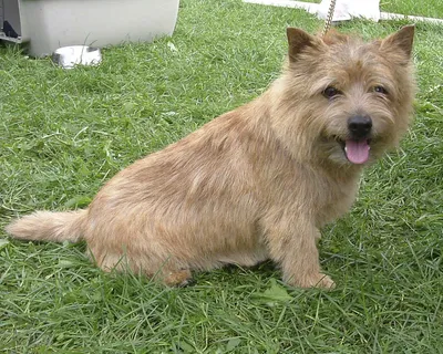 Норвич терьер (Norwich Terrier) - это активная, любопытная и смелая порода  собак. Фото, описание и отзывы.