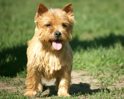 Норвич терьер (Norwich Terrier) - это активная, любопытная и смелая порода  собак. Фото, описание и отзывы.