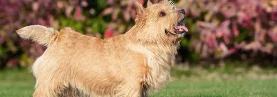 Собака рыжий Норвич терьер 🐶, ветер…» — создано в Шедевруме