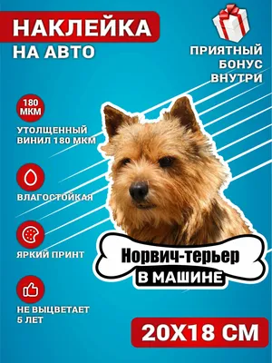 Норвич терьер * Norwich Terrier | Facebook