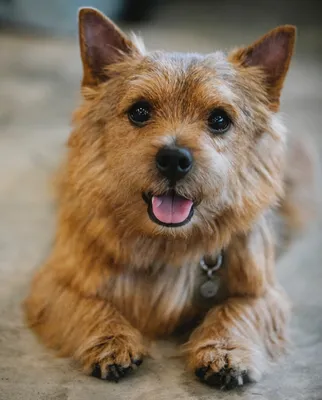 Норвич-терьер (Canis lupus familiaris 'Norwich Terrier') - Rock Identifier