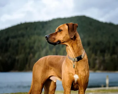 Родезийский риджбек (Rhodesian Ridgeback) - это умная, смелая, бдительная и  независимая порода собак. Фото, описание, отзывы владельцев.