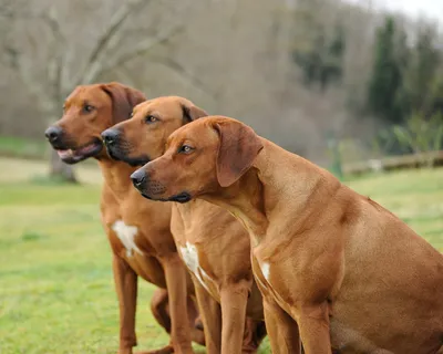 Родезийский риджбек (Rhodesian Ridgeback) - это умная, смелая, бдительная и  независимая порода собак. Фото, описание, отзывы владельцев.