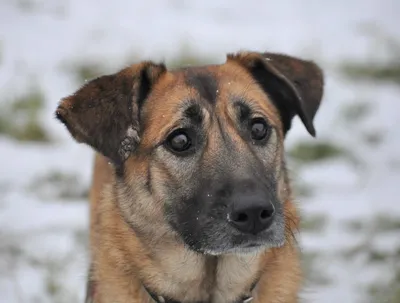 Родезийский риджбек (Canis lupus familiaris 'Rhodesian Ridgeback') - Rock  Identifier