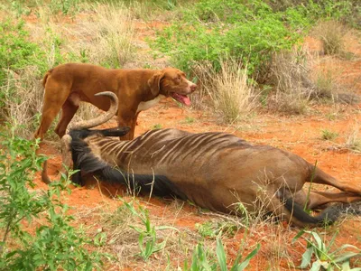 HUNTERS FOR LIONS. Dog breed - Rhodesian Ridgeback. - YouTube