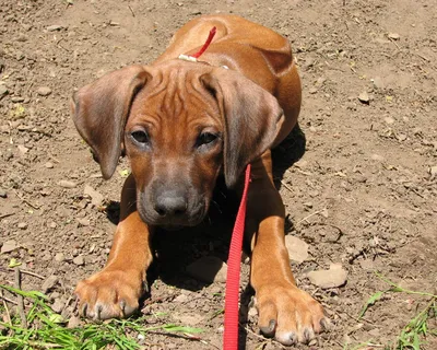 Родезийский риджбек (Rhodesian Ridgeback) - это умная, смелая, бдительная и  независимая порода собак. Фото, описание, отзывы владельцев.