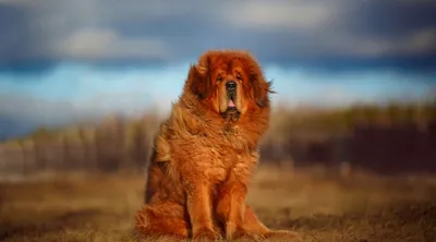 Чесапик Бей Ретривер