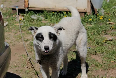 Собака Repainted На Panda Ухоженный Вид Dog Уход За Домашними Животными —  стоковые фотографии и другие картинки Азия - iStock