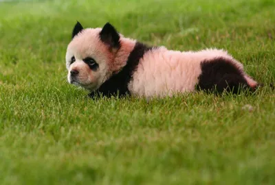 Гибрид Зверей🤯 🐶❌🐼 Собака в шкуре…» — создано в Шедевруме