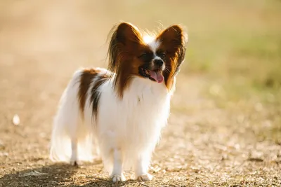 Папийон (Papillon) - маленькая, игривая и изящная порода собак. Фото,  описание, отзывы владельцев.