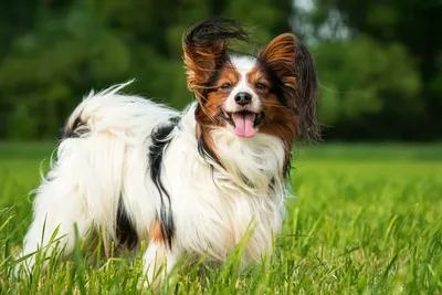 Малыш папильона в продаже #папийон #papillon #папильон #собака  #собакабабочка #papillondog #papillonlove #щенок #dogshow #щенки… |  Instagram