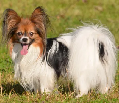 Малыш папильона в продаже #папийон #papillon #папильон #собака  #собакабабочка #papillondog #papillonlove #щенок #dogshow #щенки… |  Instagram