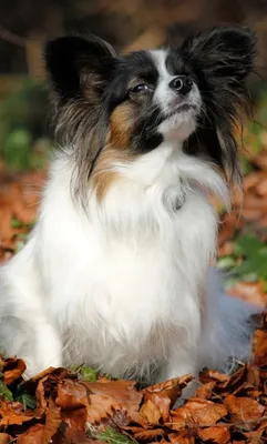 Фото Папильон собака Papillon животное