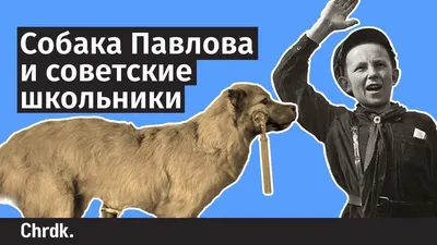 Как эксперимент «Собака Павлова» повлиял на современную науку | РЭУ им. Г.  В. Плеханова | Дзен